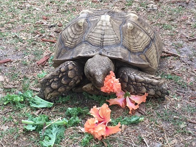 tortoise eating vegetation class